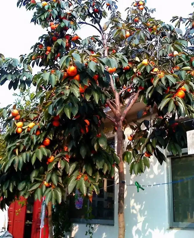 適合養在院子的5種樹，能開花能結果，種一次「管」多年，划算