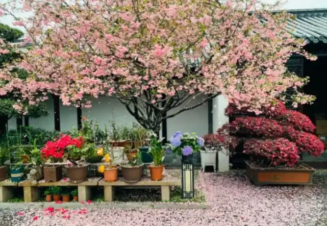 適合養在院子的5種樹，能開花能結果，種一次「管」多年，划算