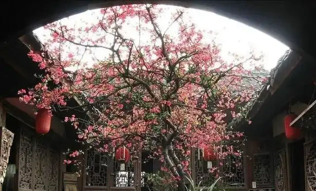 適合養在院子的5種樹，能開花能結果，種一次「管」多年，划算