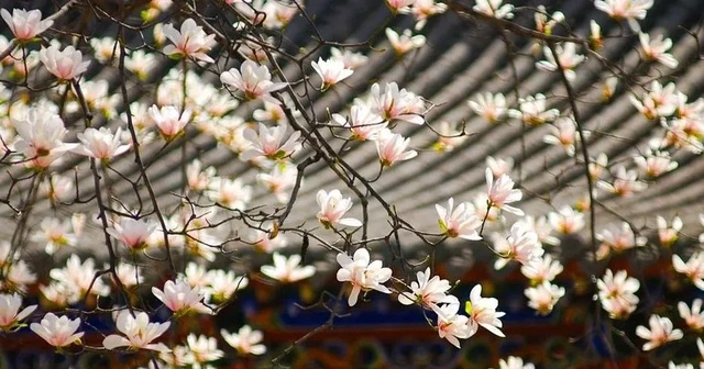 適合養在院子的5種樹，能開花能結果，種一次「管」多年，划算