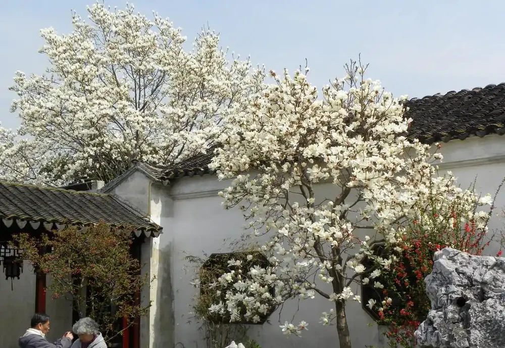 適合養在院子的5種樹，能開花能結果，種一次「管」多年，划算
