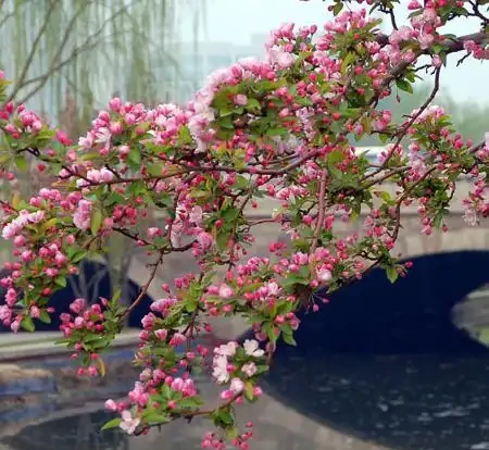 適合養在院子的5種樹，能開花能結果，種一次「管」多年，划算