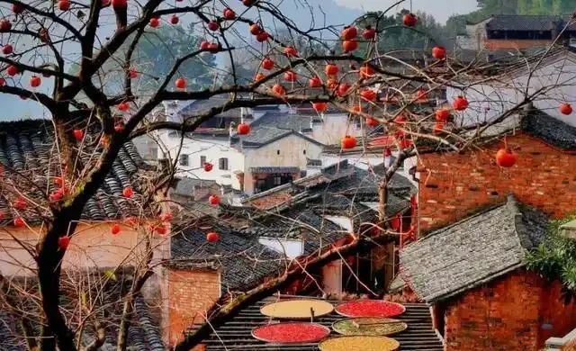 適合養在院子的5種樹，能開花能結果，種一次「管」多年，划算