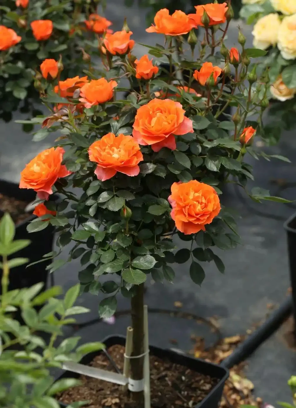 適合養在院子的5種樹，能開花能結果，種一次「管」多年，划算