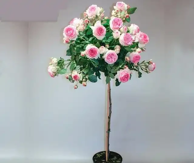 適合養在院子的5種樹，能開花能結果，種一次「管」多年，划算