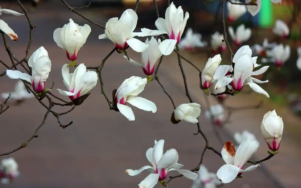 適合養在院子的5種樹，能開花能結果，種一次「管」多年，划算