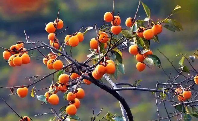 適合養在院子的5種樹，能開花能結果，種一次「管」多年，划算
