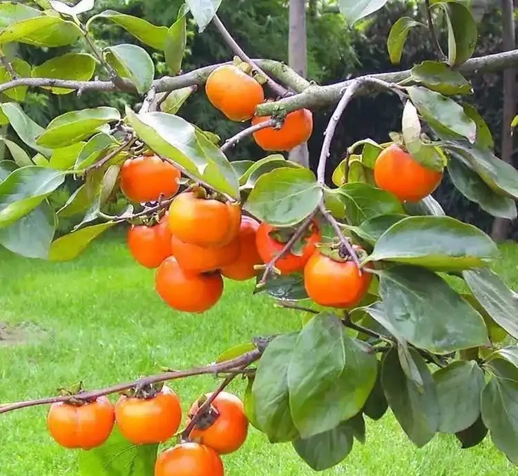 適合養在院子的5種樹，能開花能結果，種一次「管」多年，划算