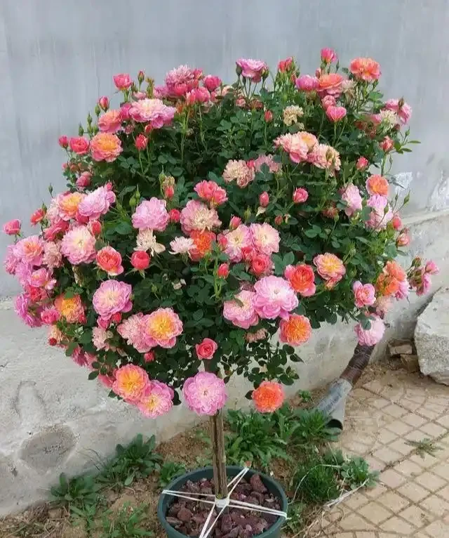 適合養在院子的5種樹，能開花能結果，種一次「管」多年，划算
