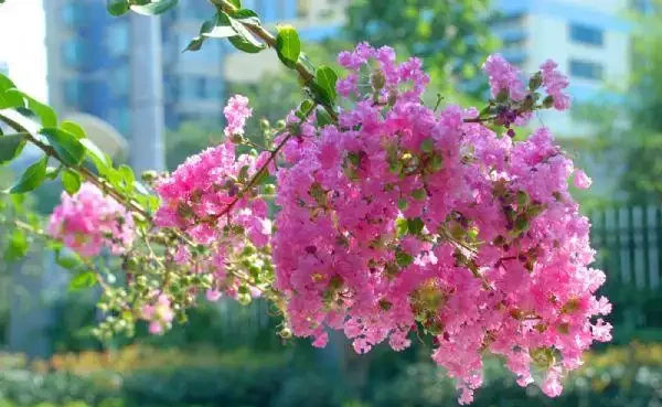 適合養在院子的5種樹，能開花能結果，種一次「管」多年，划算