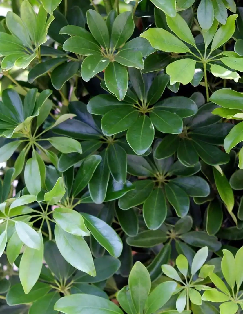 鴨腳木葉子發黑落葉，是5點惹的禍，哪5點呢？又如何做呢？