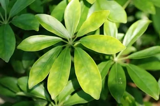 鴨腳木葉子發黑落葉，是5點惹的禍，哪5點呢？又如何做呢？