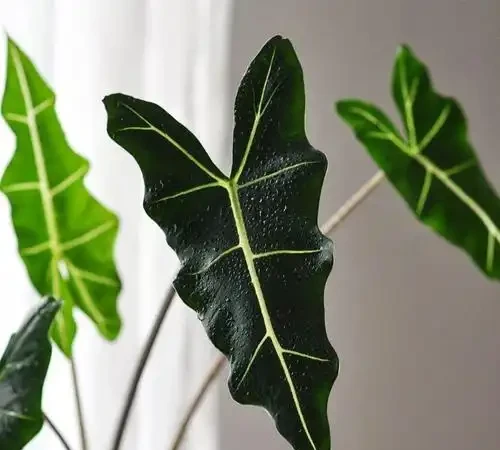 網紅植物「海芋」品種繁多,適合室內栽培,但是有小朋友的要慎養
