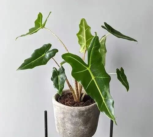 網紅植物「海芋」品種繁多,適合室內栽培,但是有小朋友的要慎養