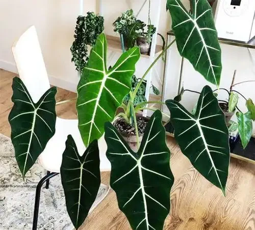 網紅植物「海芋」品種繁多,適合室內栽培,但是有小朋友的要慎養