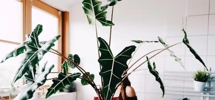 網紅植物「海芋」品種繁多,適合室內栽培,但是有小朋友的要慎養