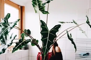 網紅植物「海芋」品種繁多，適合室內栽培，但是有小朋友的要慎養