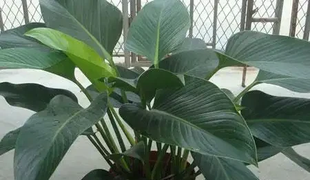 室內養殖「金鑽花」,這幾個條件做好,葉子大又綠,長勢旺盛