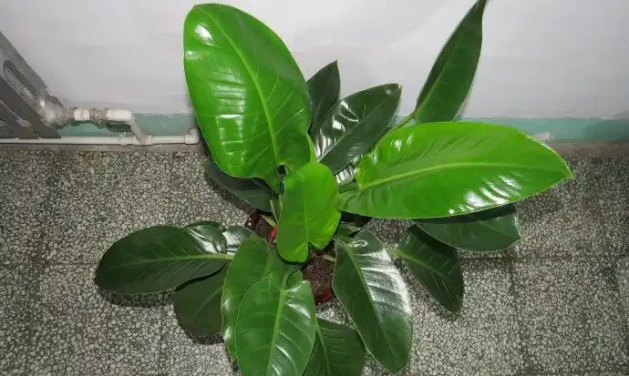 室內養殖「金鑽花」,這幾個條件做好,葉子大又綠,長勢旺盛