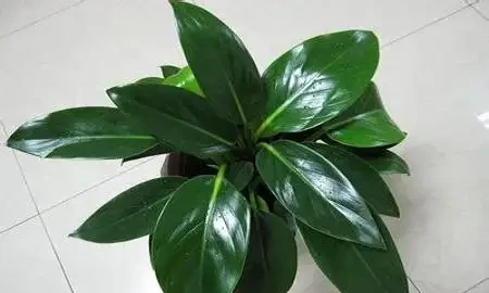 室內養殖「金鑽花」,這幾個條件做好,葉子大又綠,長勢旺盛