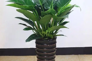 室內養殖「金鑽花」，這幾個條件做好，葉子大又綠，長勢旺盛