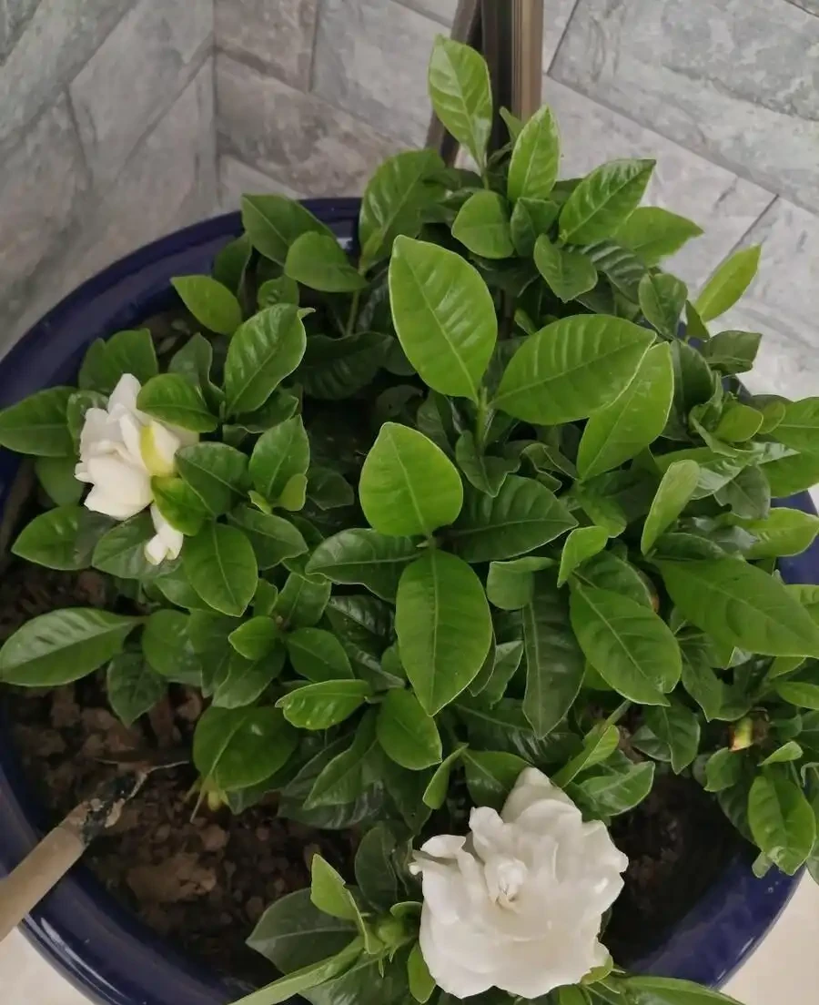 梔子花葉子邊緣發黑乾枯怎麼辦?控光、施肥、調酸鹼,從源頭處理