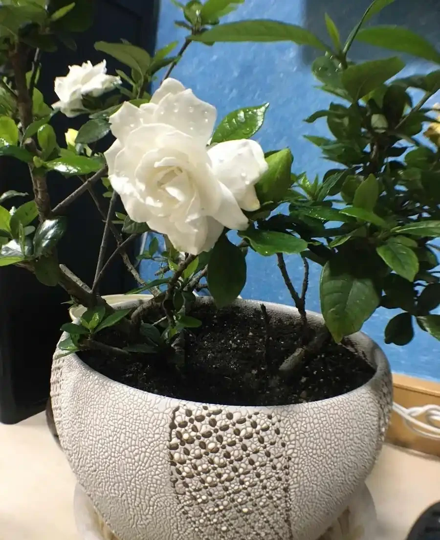 梔子花葉子邊緣發黑乾枯怎麼辦?控光、施肥、調酸鹼,從源頭處理