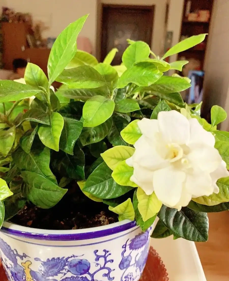 梔子花葉子邊緣發黑乾枯怎麼辦?控光、施肥、調酸鹼,從源頭處理