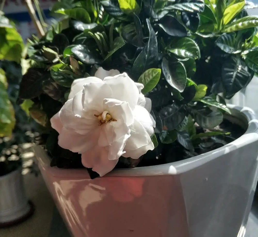梔子花葉子邊緣發黑乾枯怎麼辦?控光、施肥、調酸鹼,從源頭處理