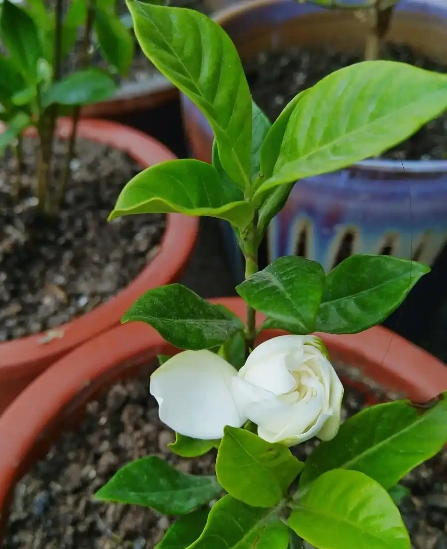 梔子花葉子邊緣發黑乾枯怎麼辦?控光、施肥、調酸鹼,從源頭處理