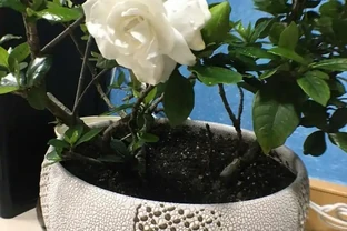 梔子花葉子邊緣發黑乾枯怎麼辦？控光、施肥、調酸鹼，從源頭處理