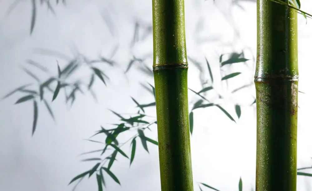 竹子葉子發黃怎麼補救?4個原因,對照解決吧!