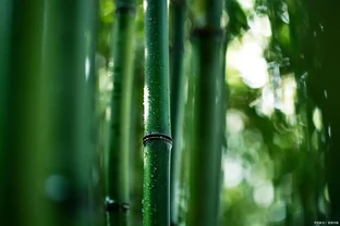 竹子葉子發黃怎麼補救？4個原因，對照解決吧！