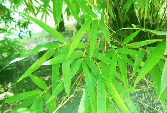 竹子怎麼養才能更旺盛?