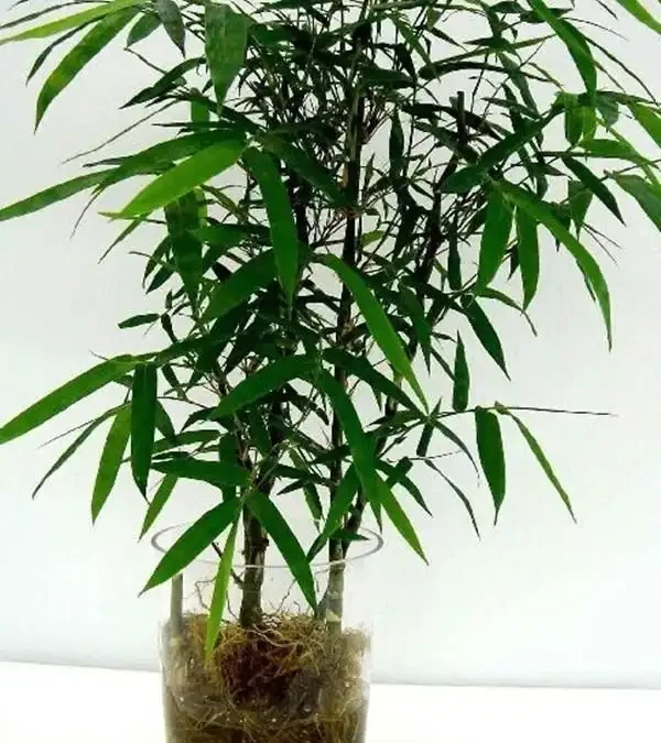 竹子怎麼養才能更旺盛?