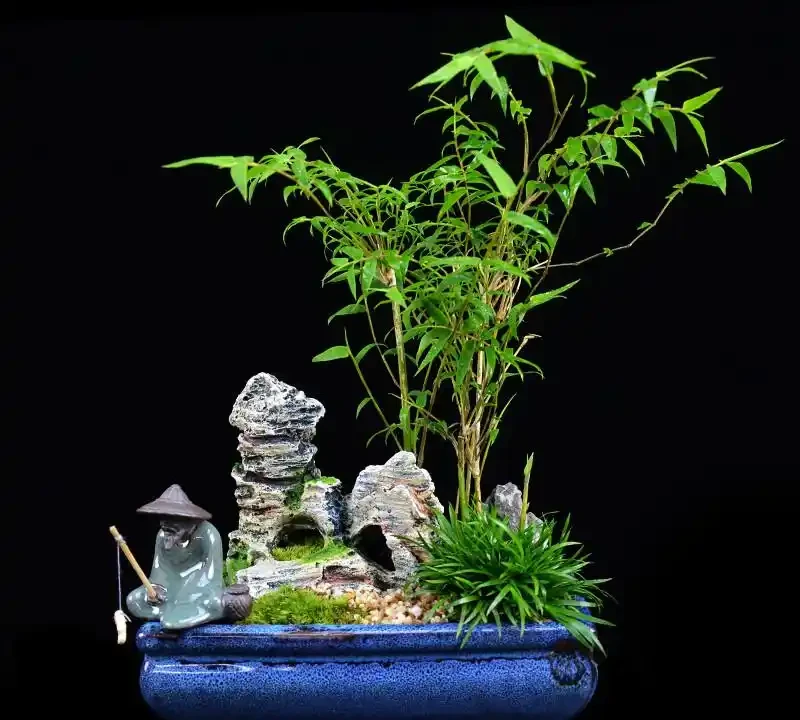 竹子怎麼養才能更旺盛?