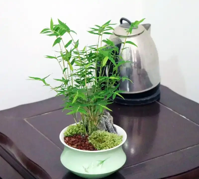 竹子怎麼養才能更旺盛?