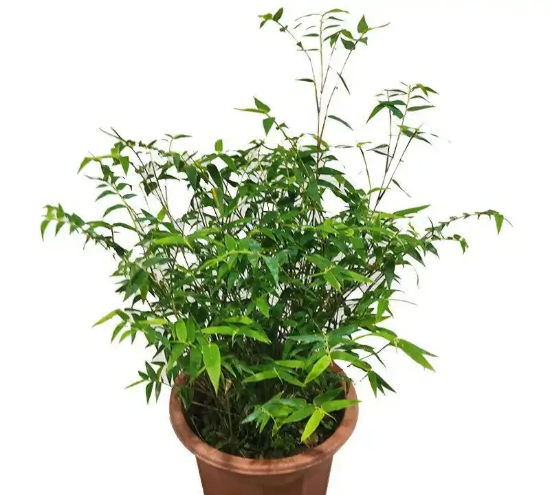 竹子怎麼養才能更旺盛?
