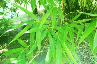 竹子怎麼養才能更旺盛？