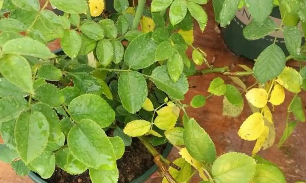 玫瑰花葉子發黃枯萎是怎麼回事?