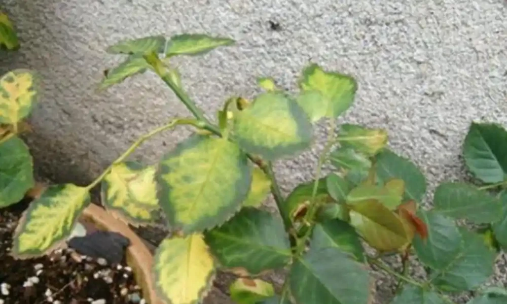 玫瑰花葉子發黃枯萎是怎麼回事?