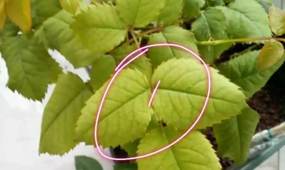 玫瑰花葉子發黃枯萎是怎麼回事?