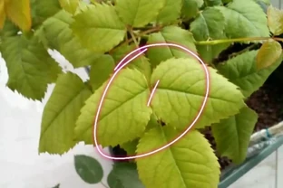 玫瑰花葉子發黃枯萎是怎麼回事？