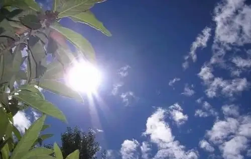 蘭花為什麼會焦尖?原因比較複雜,最重要的有四個原因