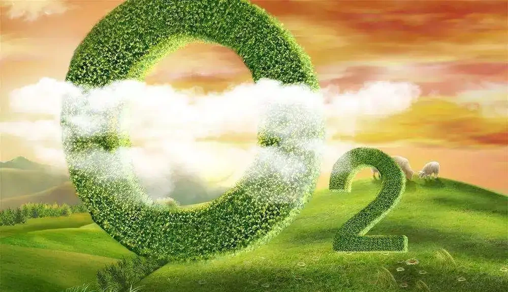 蘭花為什麼會焦尖?原因比較複雜,最重要的有四個原因
