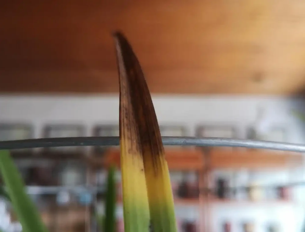 蘭花為什麼會焦尖?原因比較複雜,最重要的有四個原因