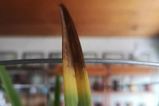 蘭花為什麼會焦尖？原因比較複雜，最重要的有四個原因