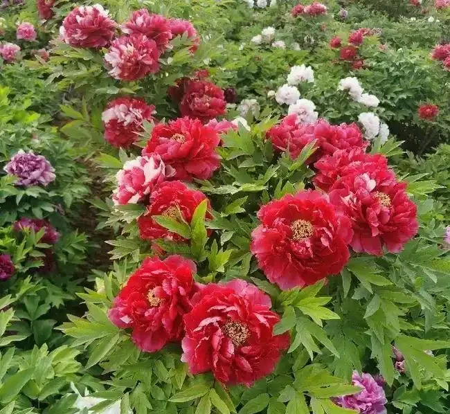 6種「北方花」,漂亮耐風寒,花園種一棵,能活幾十年