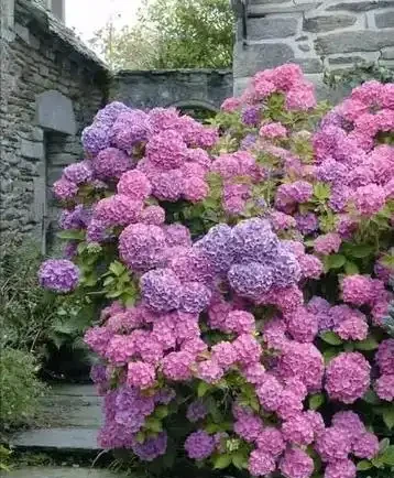 6種「北方花」,漂亮耐風寒,花園種一棵,能活幾十年