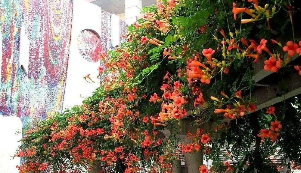 6種「北方花」，漂亮耐風寒，花園種一棵，能活幾十年